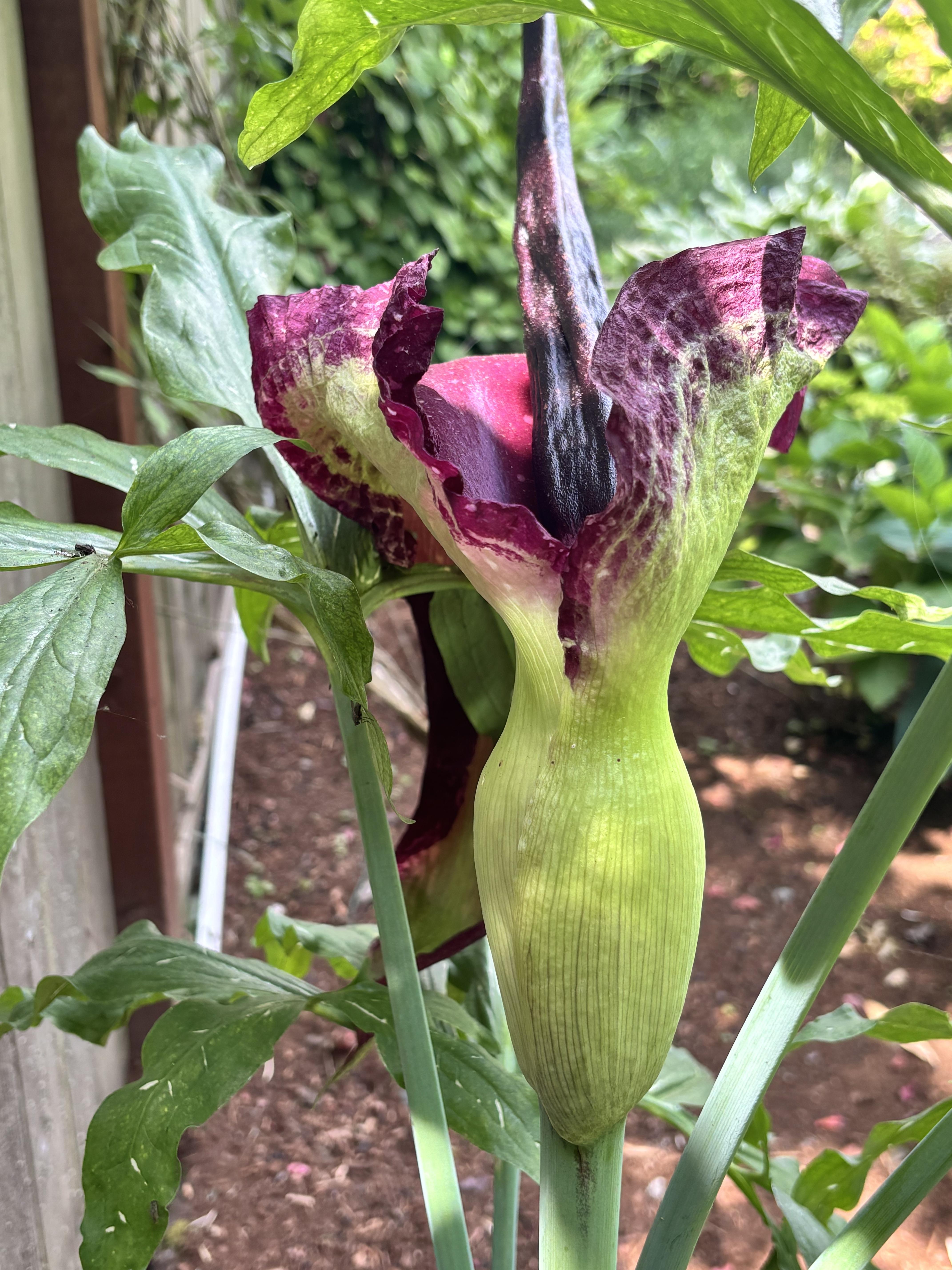 3 Semi di Giglio Voodoo Di Kyushu - Semi Freschi, Alta Germinabilità, No-GMO
